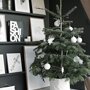 Nordmann kerstboom in pot